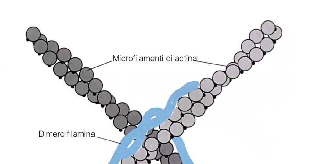 Es. di filamenti reticolari: trama terminale e