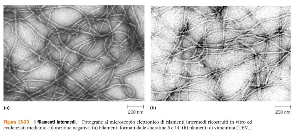 I filamenti intermedi si trovano solo negli organismi multicellulari sono le strutture più stabili e meno