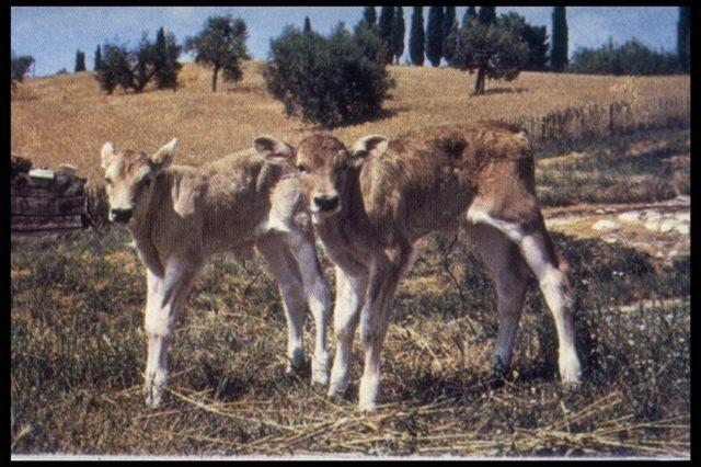 I vitelli, che nascono del peso di circa 40 kg, alla nascita hanno un mantello color fromentino, che evolverà gradualmente