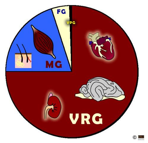 Vessel Rich Group (VRG) 75% Cervello Cuore Reni Fegato Tratto Gastro-intestinale Muscle Group