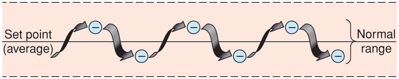 Omeostasi Definita come la capacità di mantenere l ambiente interno relativamente stabile L omeostasi è essenziale per la