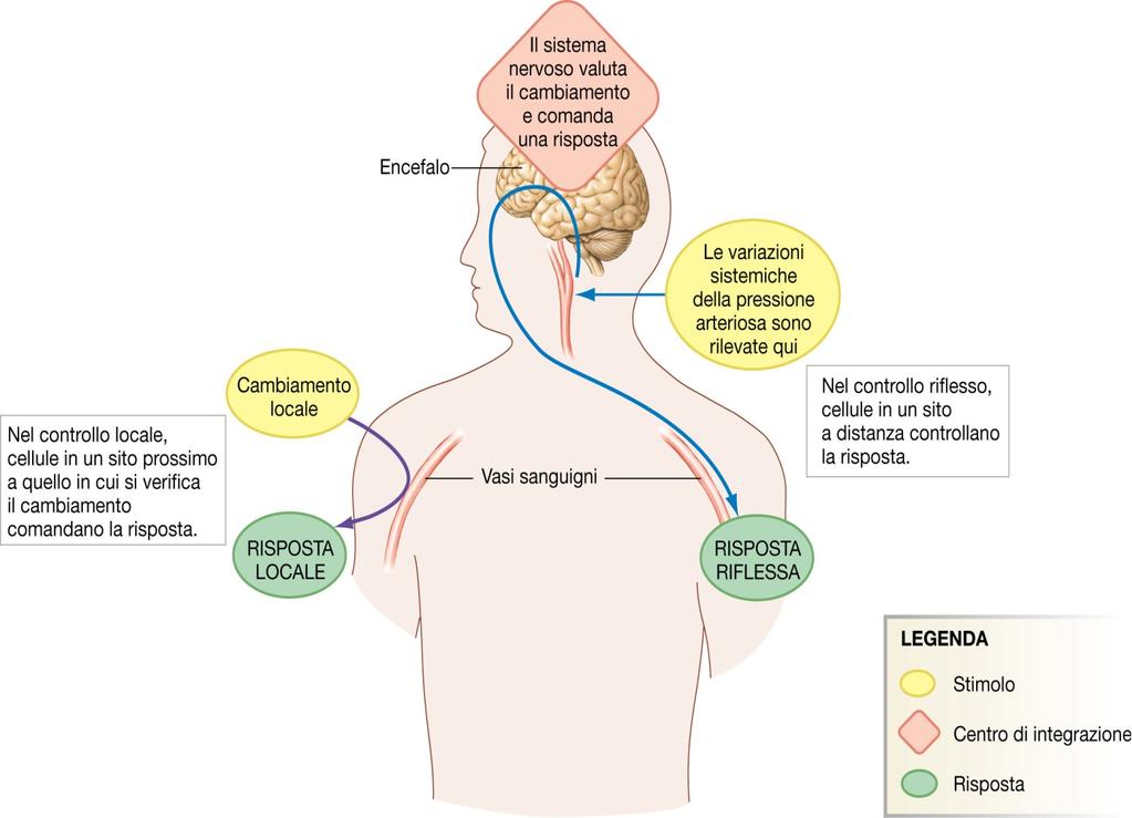 L omeostasi può essere mantenuta da vie brevi o da vie lunghe. Il meccanismo di controllo più semplice si verifica a livello del tessuto o della cellula coinvolti.