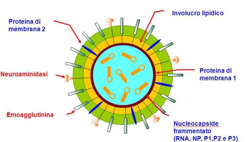 Per questo si parla di sindromi influenzali (=Influenza Like Illness), mentre per definire l influenza vera e propria occorre che la presenza del virus sia confermata da test di laboratorio.