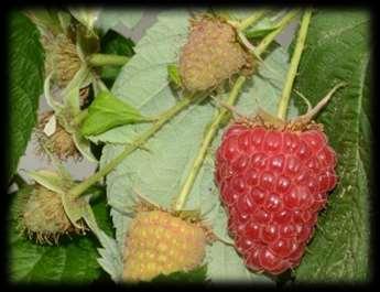Amira* Cost: Berryplant Vigore elevato, habitus
