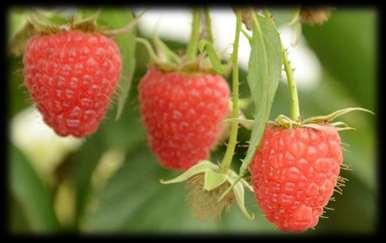 Imara* Cost: Advanced Berry Breeding Vigore medio, portamento semierertto Elevata