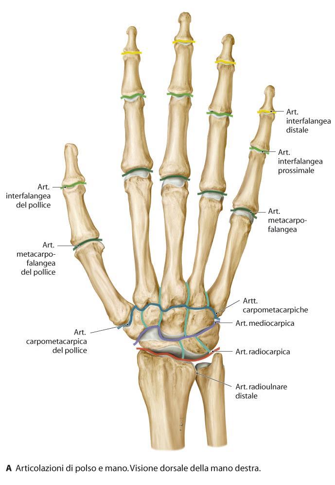 Articolazioni fra le ossa della Mano Mediocarpale Intercarpali Carpo-Metacarpali: lat. /del pollice -> a Sella (opposizione del Pollice) med.