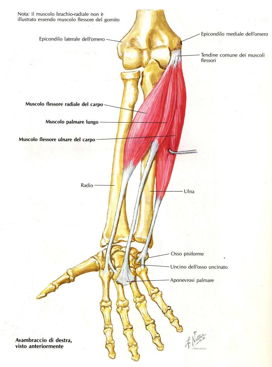 Muscoli Flessori del Carpo Muscoli loggia