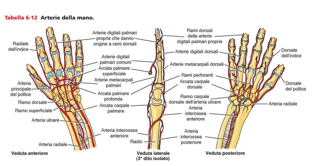 Rami arterie radiale e ulnare a livello del polso -> arcate carpali ventrale e dorsale