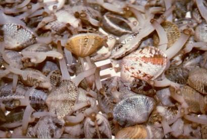 Riproduzione molluschi bivalvi presso schiuditoio Ottimizzazione