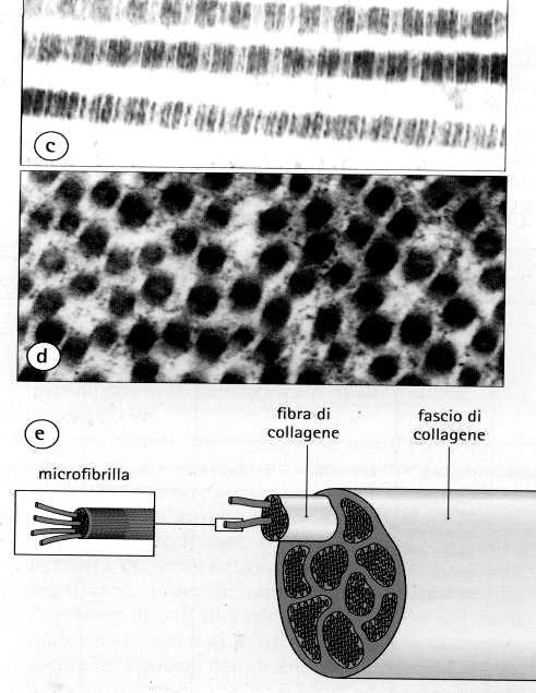 Fibrille in sezione longitudinale Fibrille in sezione trasversale Le fibrille si risolvono in microfibrille fibrilla Le fibre (collagene e reticolari)
