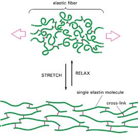 FIBRE ELASTICHE Costituite da fibrillina ed elastina Sotto trazione si allungano, per riprendere poi le dimensioni di partenza Determinano la necessaria deformabilità