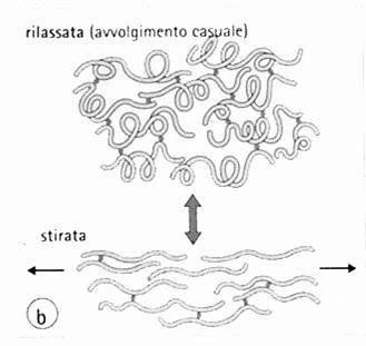 L elastina rilassata ha una struttura ad avvolgimento casuale che può