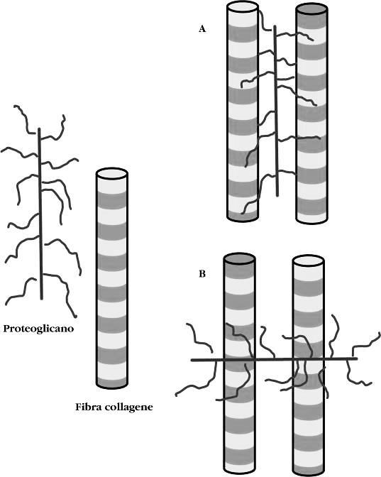 Interazione tra collagene (debolmente