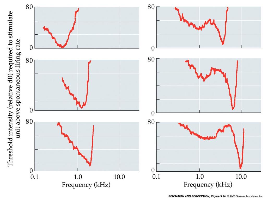 Il sistema uditivo //threshold tuning curve Soglia (threshold) = la minima intensità che dà origine a una risposta Threshold tuning curves for six auditory nerve fiber Il sistema uditivo //threshold