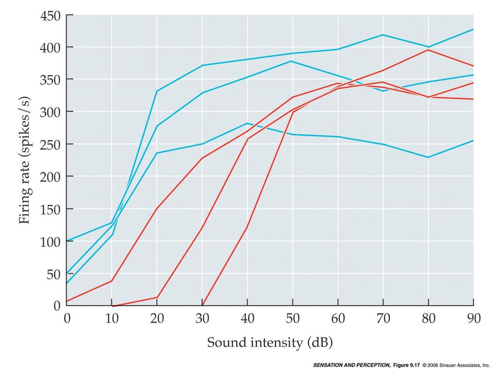 Il sistema uditivo //saturazione di scarica (rate saturation) Le fibre del nervo acustico sono selettive per ben determinate frequenze (come accade per suoni molto deboli) anche quando i suoni sono