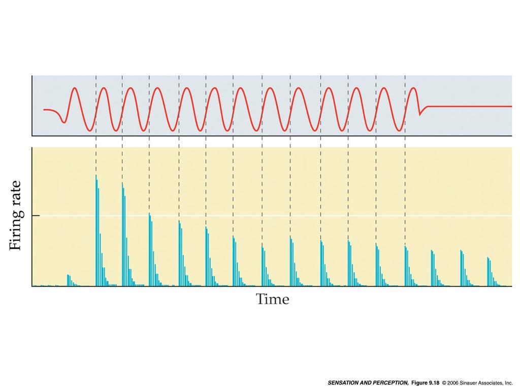 Il sistema uditivo //Codifica temporale Il sistema acustico utilizza un secondo sistema per codificare le varie frequenze oltre alla codifica tonotopica della coclea Aggancio di fase (Phase locking)