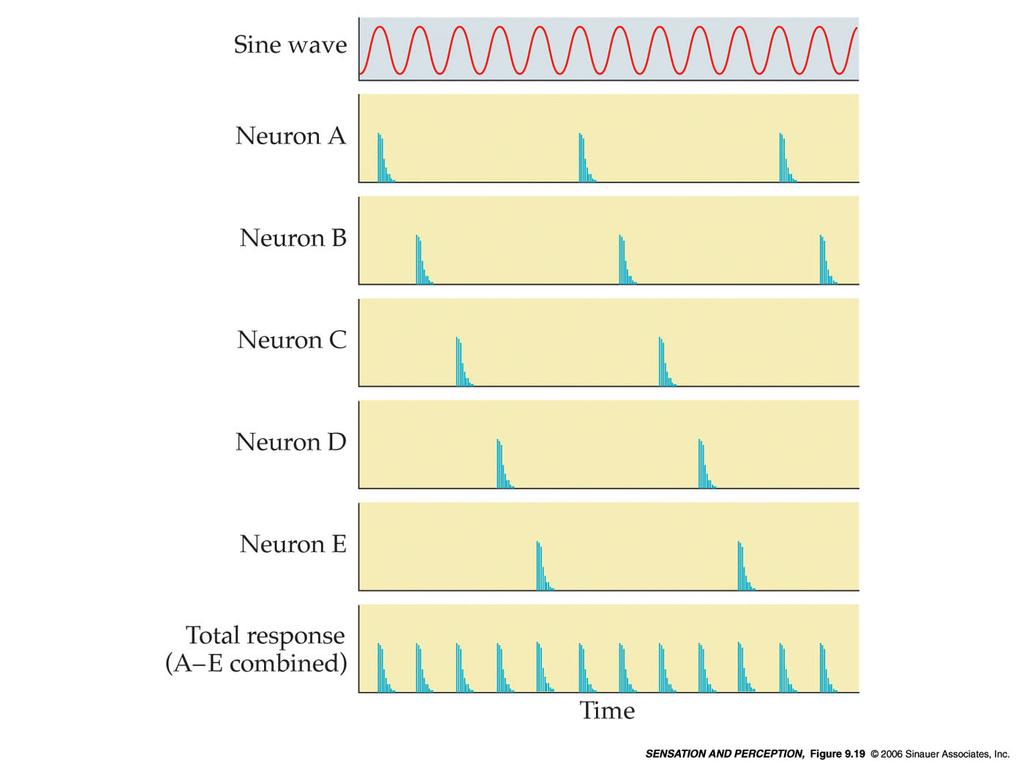 creano un codice temporale Phase locking Histogram showing neural spikes for an auditory nerve fiber in response to the same low-frequency sine wave being played many times Il sistema uditivo