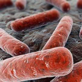 CENNI SULLA MALATTIA La tubercolosi è una malattia infettiva Malattia contagiosa che avviene