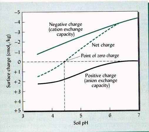 La carica netta dei colloidi organo-minerali è influenzata dal ph del suolo Per questa caratteristica il bilanciamento tra cariche negative e positive