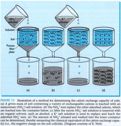 La capacità di scambio cationico (CSC) Con le prime osservazioni di J.T. Way e H.