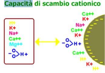 La capacità di scambio cationico La capacità di scambio cationico (CSC) di uno scambiatore (suolo) è espressa come la somma dei cationi scambiabili per unità di massa, ovvero in meq 100 g -1 di suolo