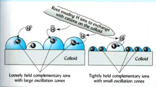 Caratteristiche generali dello scambio cationico La reazione di scambio è: Selettiva, risultando definita da: 1. la concentrazione dei cationi di scambio nella fase liquida.