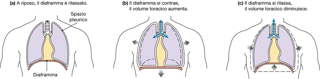 Movimento del diaframma nell inspirazione Il diaframma è un muscolo scheletrico che si estende sul fondo della cavità toracica.