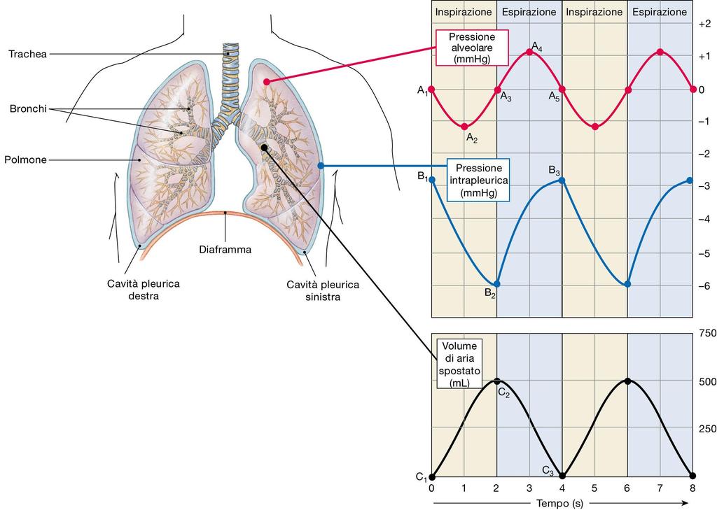 Variazioni di pressione alveolare ed