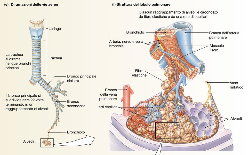 Vie aeree di conduzione e struttura dei lobuli polmonari Lobulo polmonare La trachea, i bronchi ed i bronchioli di calibro decrescente presentano anelli cartilaginei a forma di C o placche