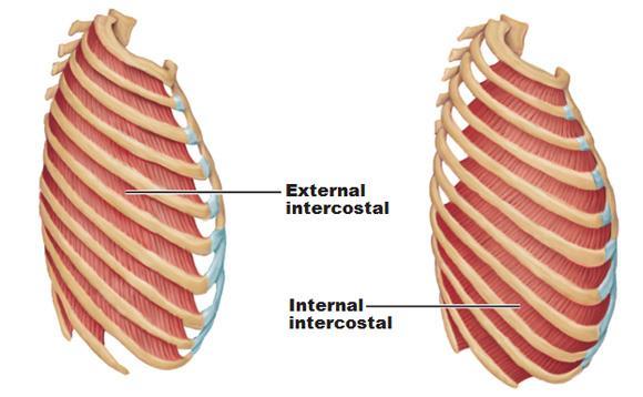 Muscoli respiratori intercostali Inspiratori