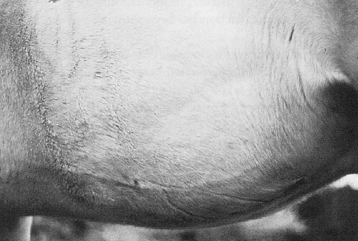 Capitolo 4 Strumenti diagnostici 64 Figura 4.1: Cavallo affetto da RAO con ipertrofia dei muscoli addominali per difficoltà espiratorie. Foto da [16].