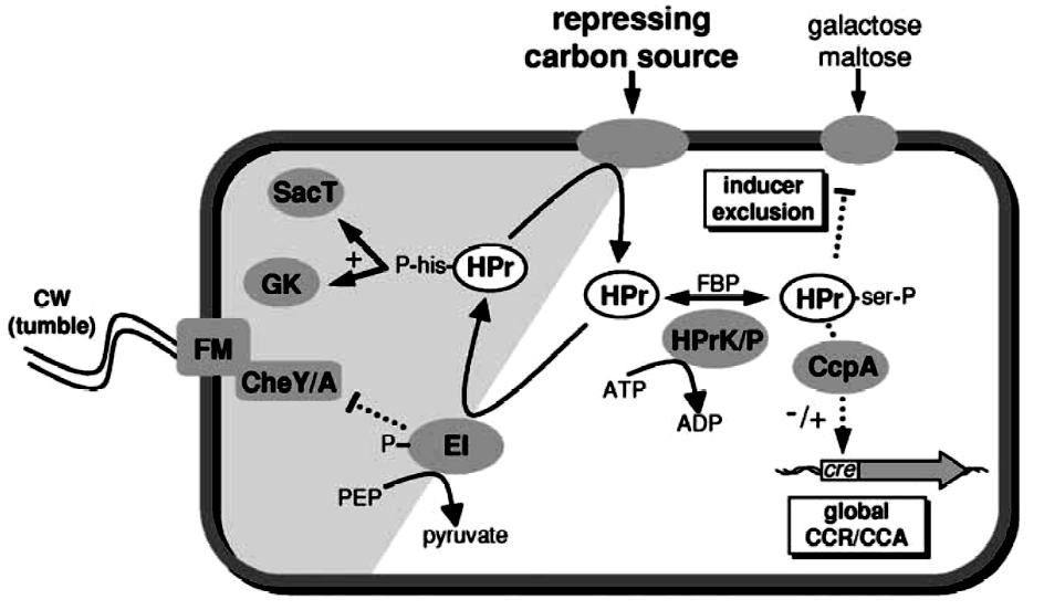Meccanismi di regolazione da cataboliti del metabolismo delle fonti di carbonio nei batteri Gram positivi a basso contenuto in GC.