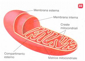 Ma quali sono le prove dell endosimbiosi? Figure Tratte da Zullini.