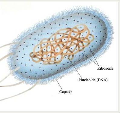 Poi si formò la prima cellula