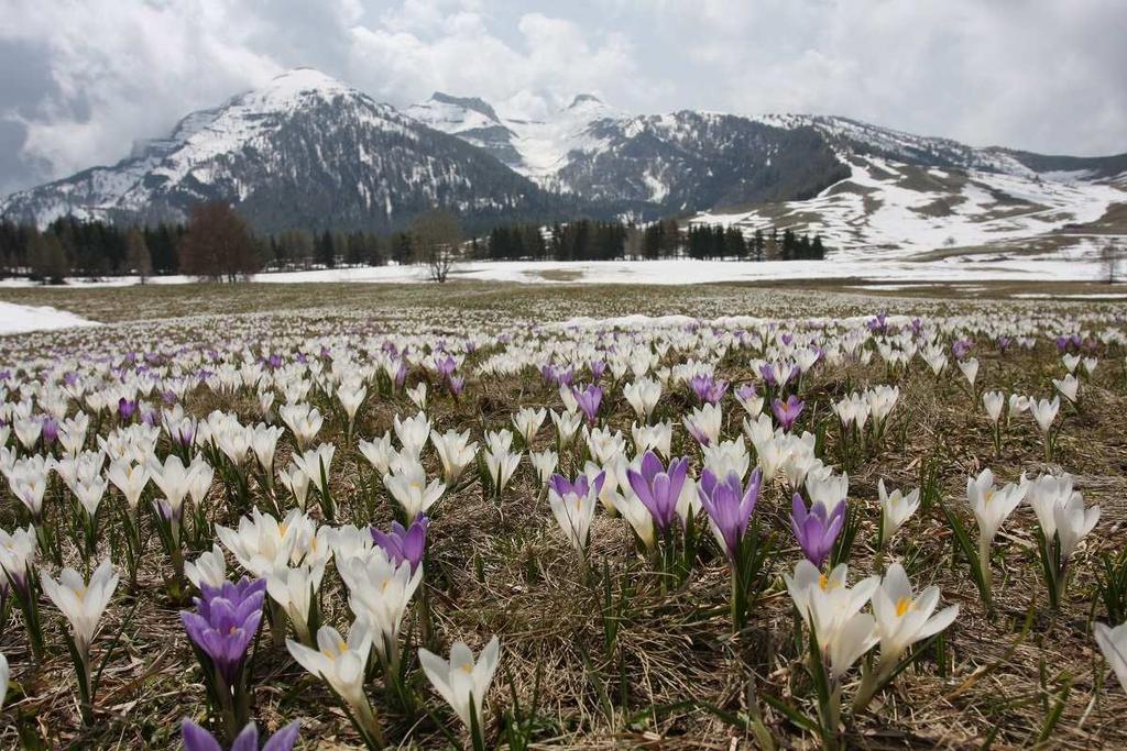 Torbiera delle Viote Riserva naturale provinciale Zona