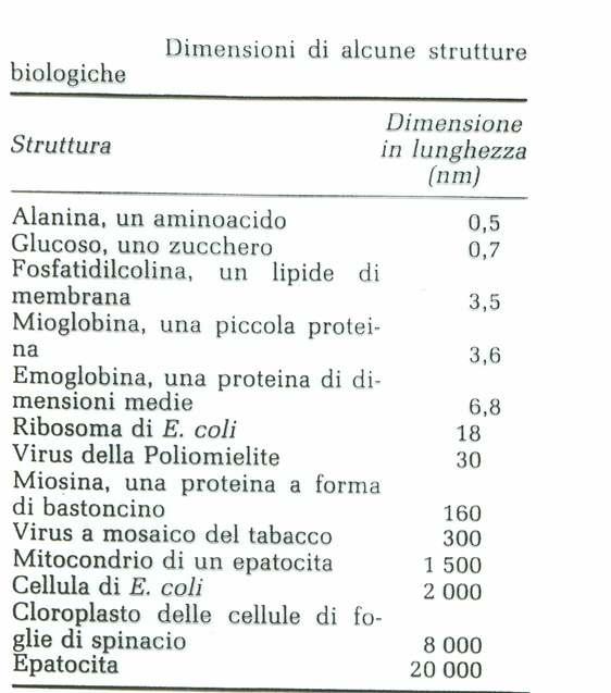Nella tabella a destra sono riportate le dimensioni di alcune piccole biomolecole (come l alanina ed il glucosio), di macromolecole (tre proteine