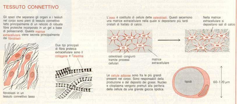 Tessuti connettivi: Uniscono, sostengono e proteggono gli altri tre tessuti.