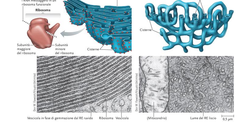 Reticolo Endoplasmatico Estesa rete interconnessa di canali membranosi e vescicole chiamate