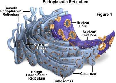 Reticolo Endoplasmatico Ruvido (RER) RE ASSOCIATO A RIBOSOMI. PRINCIPALE SEDE DI SINTESI DI PROTEINE DI SECREZIONE.