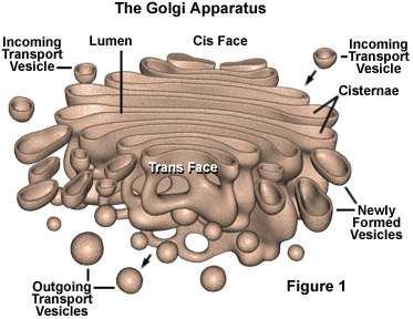 Complesso del Golgi Pila di cisterne membranose cui non sono associati ribosomi.