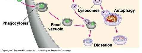 di loro funzionamento: le molecole alimentari che entrano all interno della cellula mediante endocitosi.