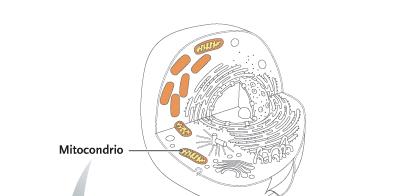 Mitocondri Al loro interno avviene la Respirazione Cellulare.