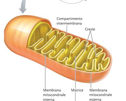 parte citosoliche ed in parte mitocondriali a CO2 ed H2O con rilascio di energia, per circa il