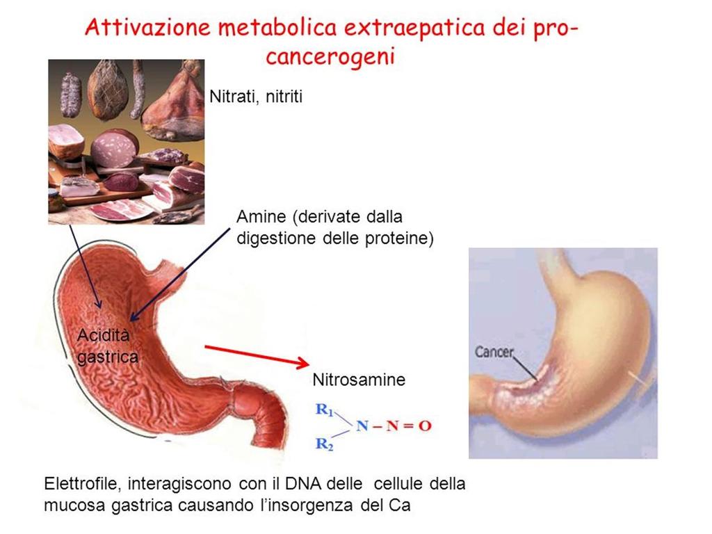 Attraverso le acque di falda e i cibi, nitrati e nitriti giungono