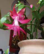 .. Fiori amici dei colibrì > I fiori delle varietà nate dalla specie Schlumbergera truncata sono grandi e belli ma non hanno perso la strana forma che li fa assomigliare a