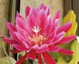 Un bel cugino dai grandi fiori > L epifillo (Epiphyllum), detto lingua di suocera per i fusti piatti come una lingua,