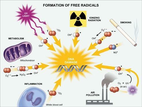 FONTI DEI ROS PRINCIPALI FONTI ESOGENE radiazioni ionizzanti e solari inquinamento