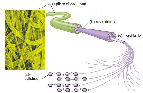 CELLULOSA