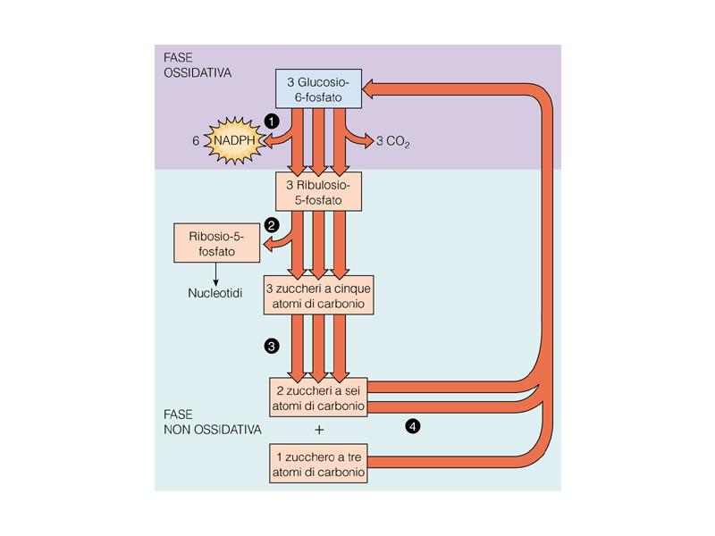 Via del pentosio fosfato o via del fosfogluconato Si svolge nel citoplasma 1. 1. Fase ossidativa:nadph + ribulosio 5-P 2. Fase non ossidativa: a.
