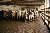 mensile vacche in lattazione Definire le vacche che compongono il lotto di latte